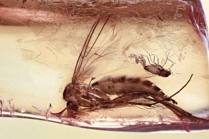 Detailed Fossil Fungus Gnat and True Midges in Baltic Amber #367525